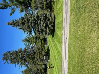 tree and lawn maintenance